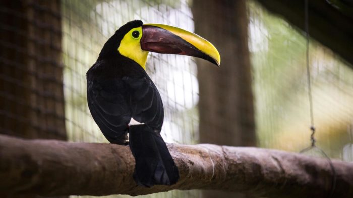 Black Mandible Toucan