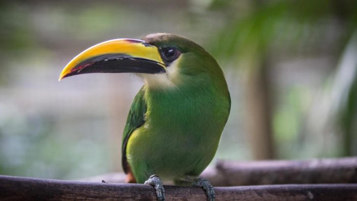 Emerald Toucanet