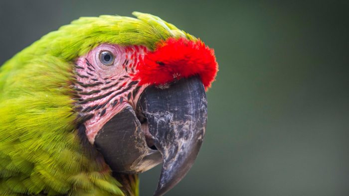 Guacamayo Verde Mayor