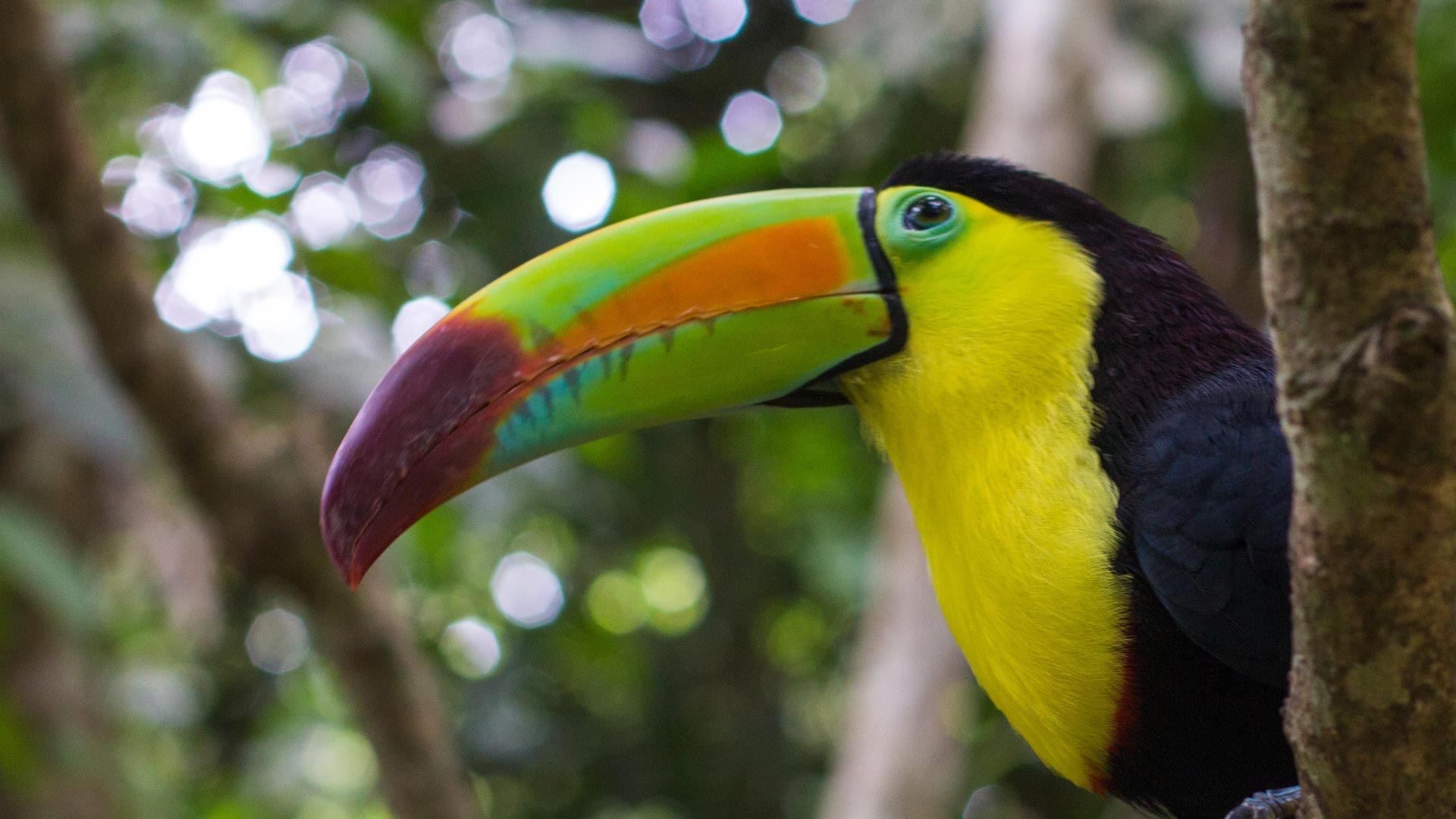 Tucán Pico Multicolor – Macaw Mountain