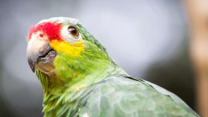 Loro Frente Roja