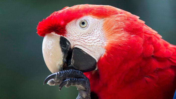 Scarlet Macaw