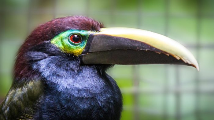 Yellow-eared Toucanet