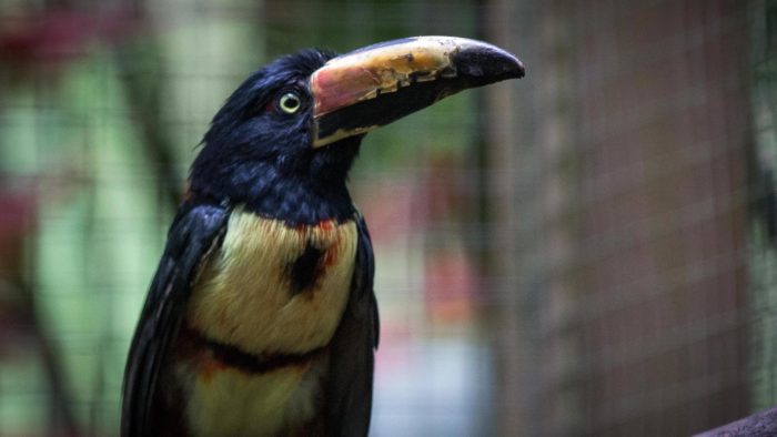 Collared Aracari