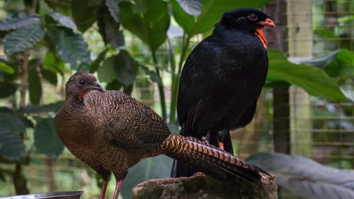 Highland Guan