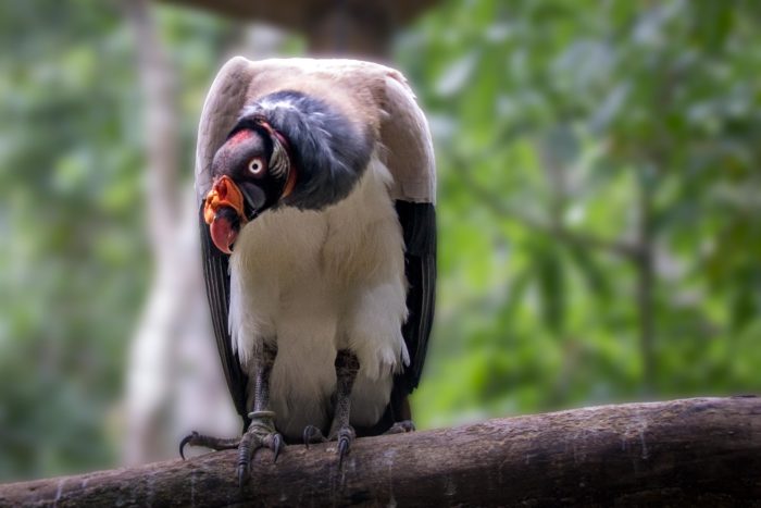 King Vulture