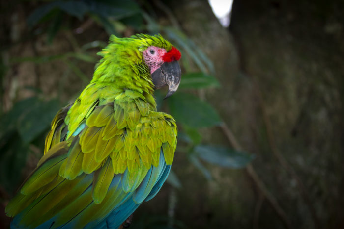 Great green macaw