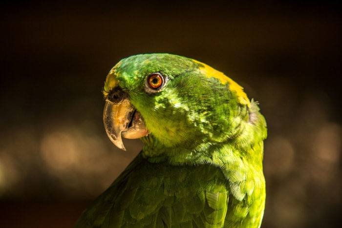 Yellow-naped Amazon