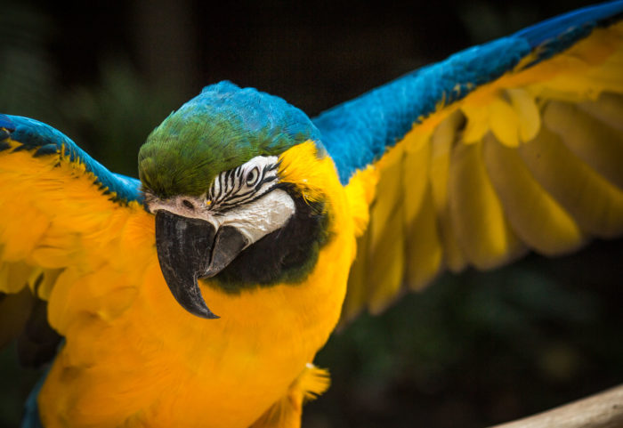 Guacamaya Azul Dorado