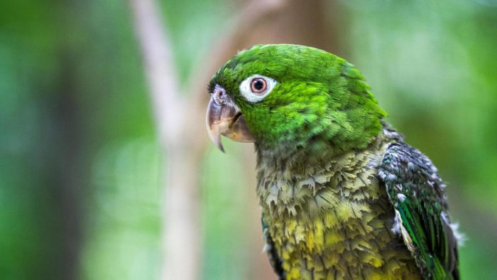 Jamaican Parakeet