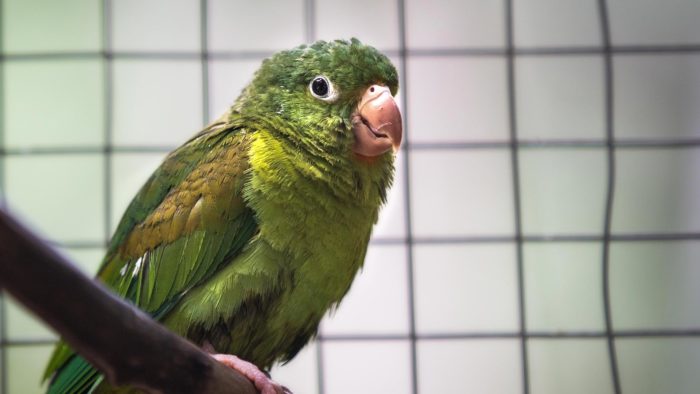 Orange-chinned Parakeet