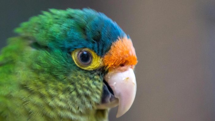 Orange-fronted Parakeet