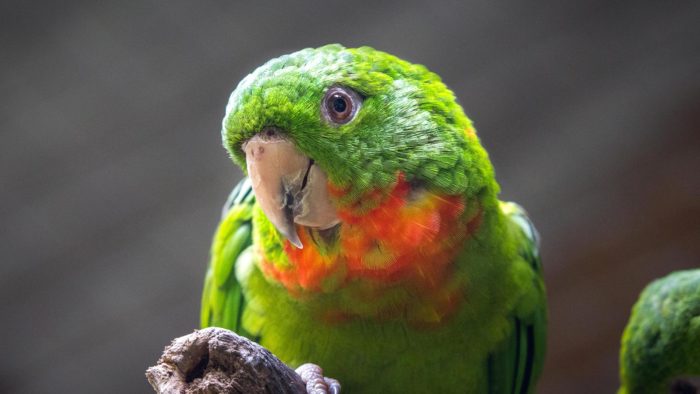 Red–throated Parakeet
