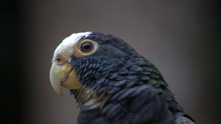 White-crowned