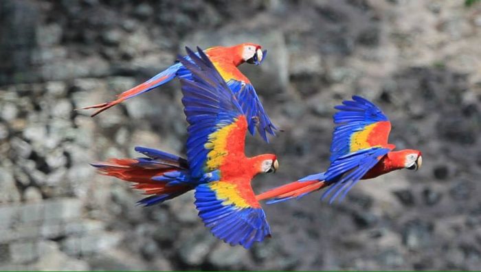 Macaws at the ruins