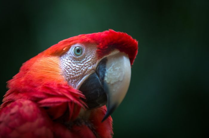 Scarlet macaw