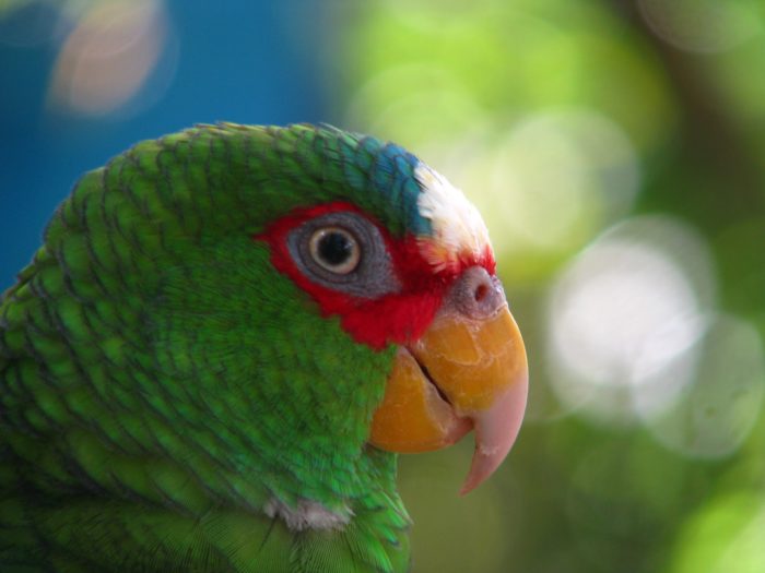 White-fronted Amazon