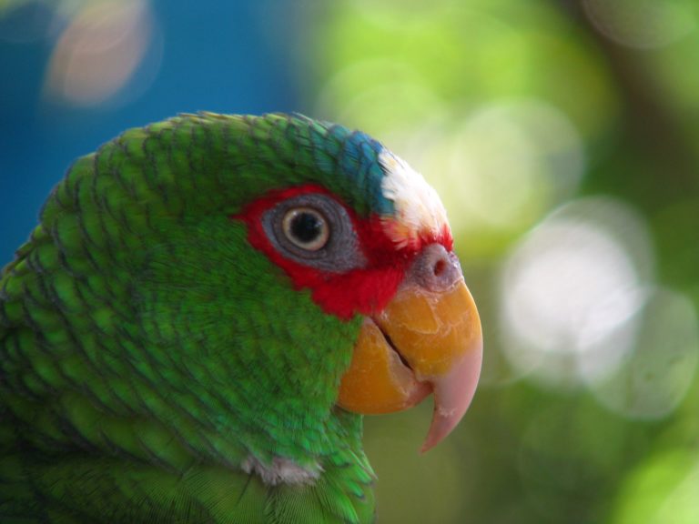 White-fronted