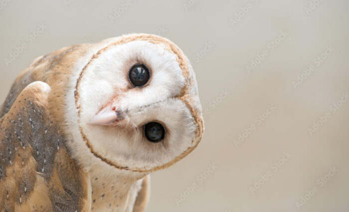 Barn-owl