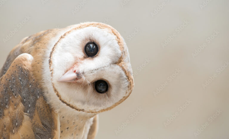 Barn-owl/