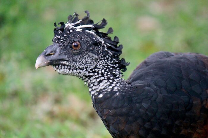 Great Curassow