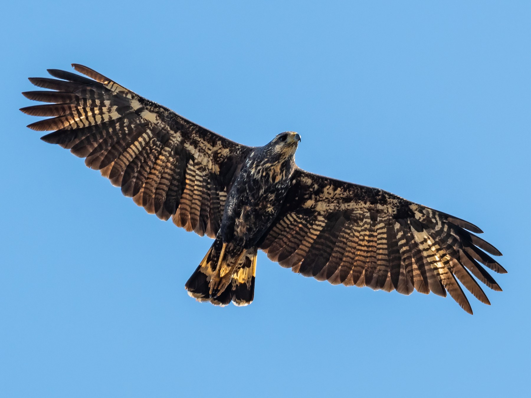 Águila Negra – Macaw Mountain