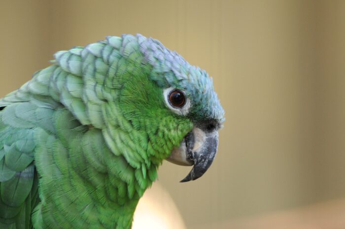 Mealy Parrot