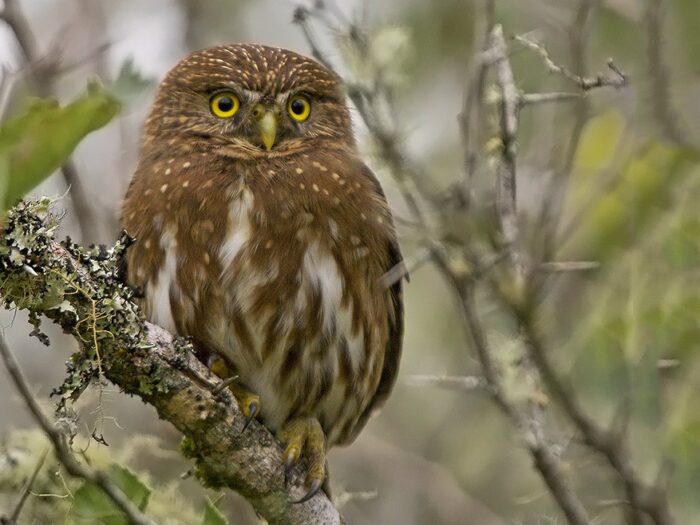 Ferruginous Pygmy-owl