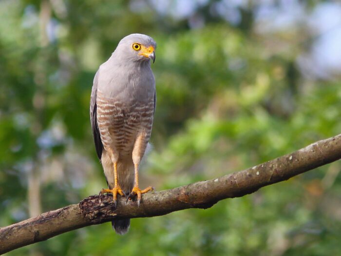 Roadside Hawk