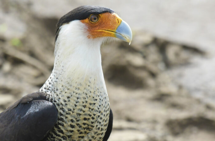 Crested Caracara