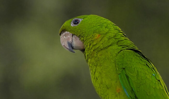 Pacific Parakeet