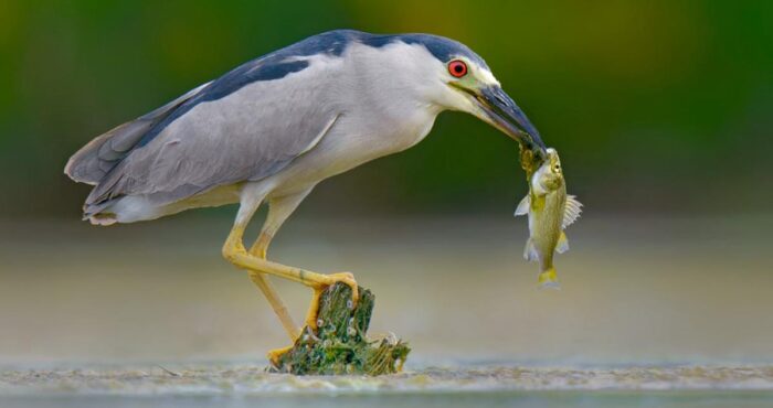 Black-crowned Night-heron