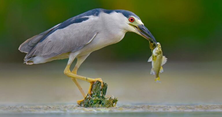 Black-crowned