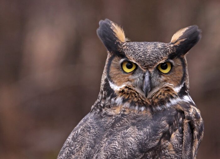 Great Horned Owl