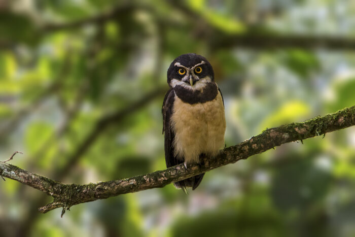 Spectacled Owl