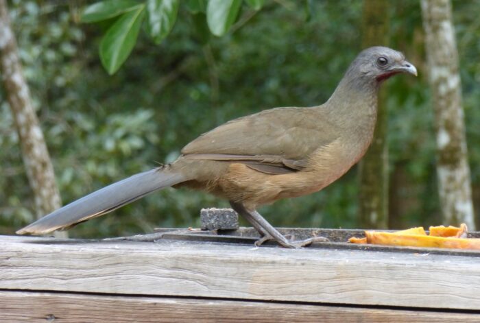 Chachalaca Oriental