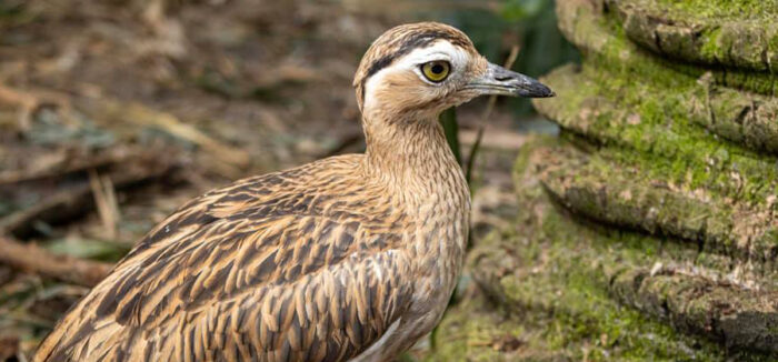 Double-striped Thick-knee