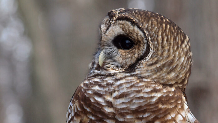 Mottled Owl