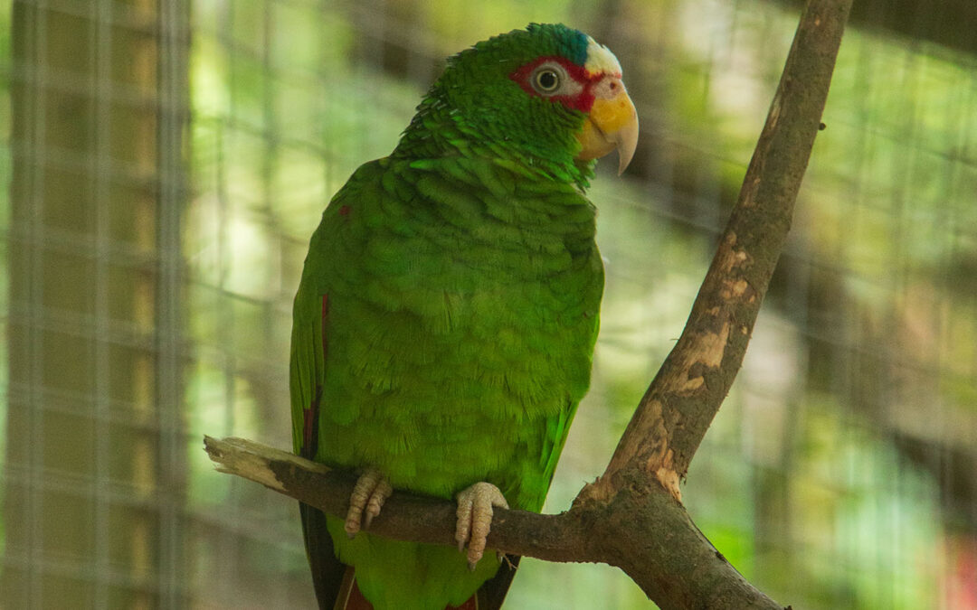 White-fronted Amazon