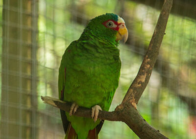 White-fronted Amazon