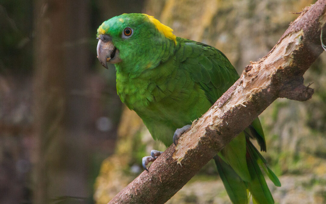 Yellow-naped Amazon