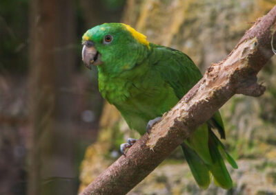Yellow-naped Amazon