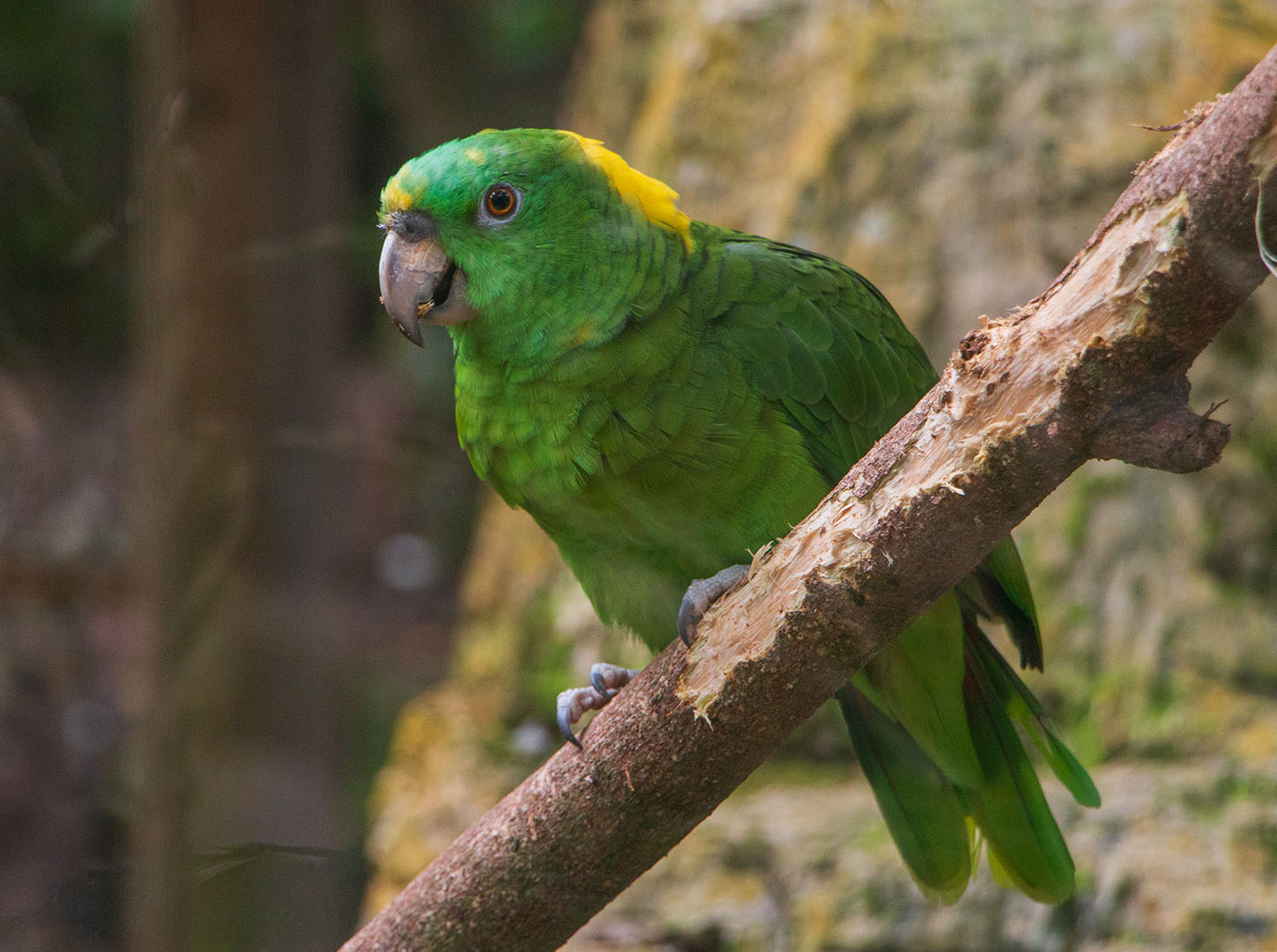Amazona-auropalliata_
