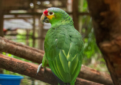 Red-lored Amazon