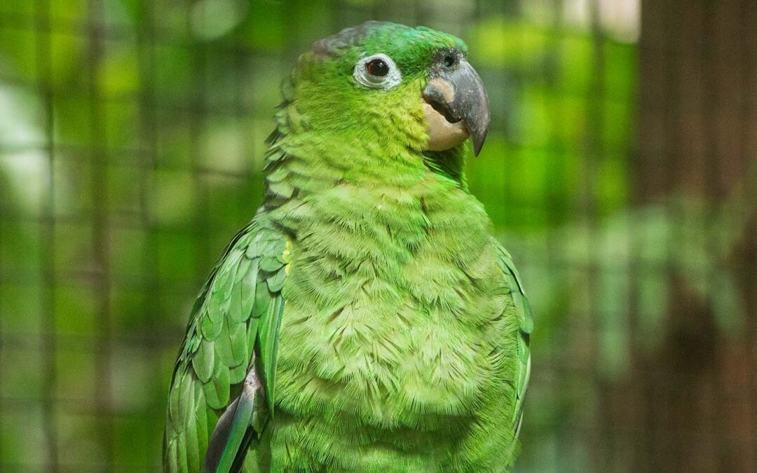 Mealy Parrot