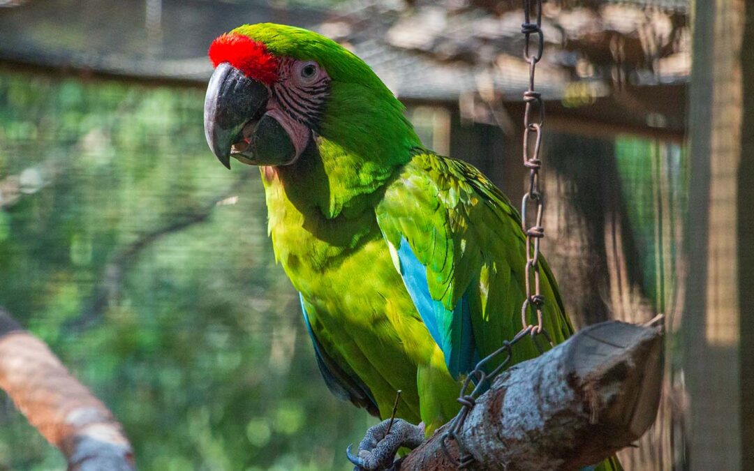 Great Green Macaw