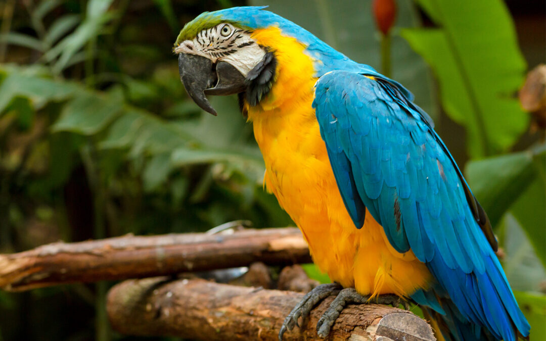 Guacamaya Azul Dorado