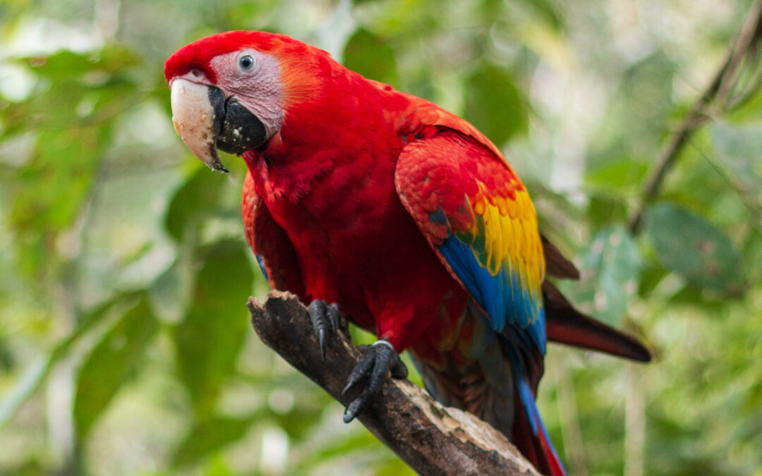 Guacamaya Roja