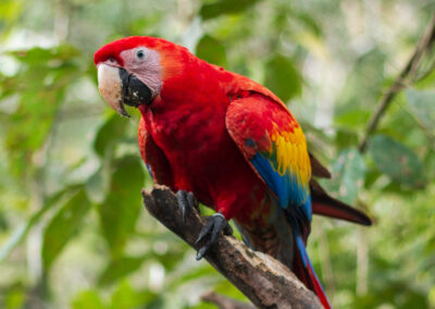 Scarlet Macaw