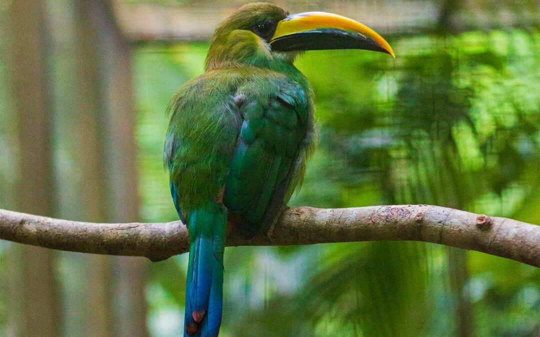 Emerald Toucanet